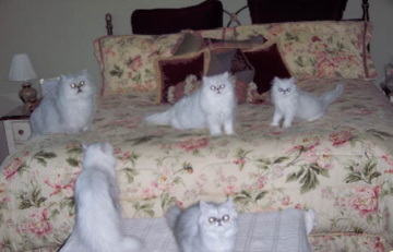 cat
